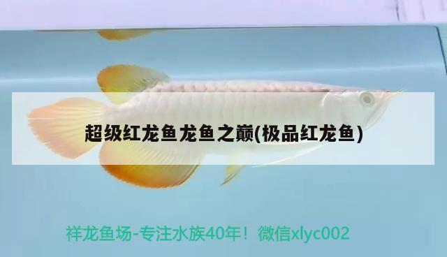 超級紅龍魚龍魚之巔(極品紅龍魚)