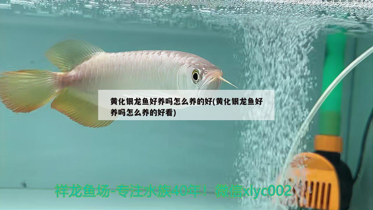 黃化銀龍魚好養(yǎng)嗎怎么養(yǎng)的好(黃化銀龍魚好養(yǎng)嗎怎么養(yǎng)的好看) 銀龍魚百科