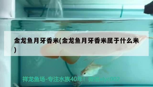 金龍魚月牙香米(金龍魚月牙香米屬于什么米)