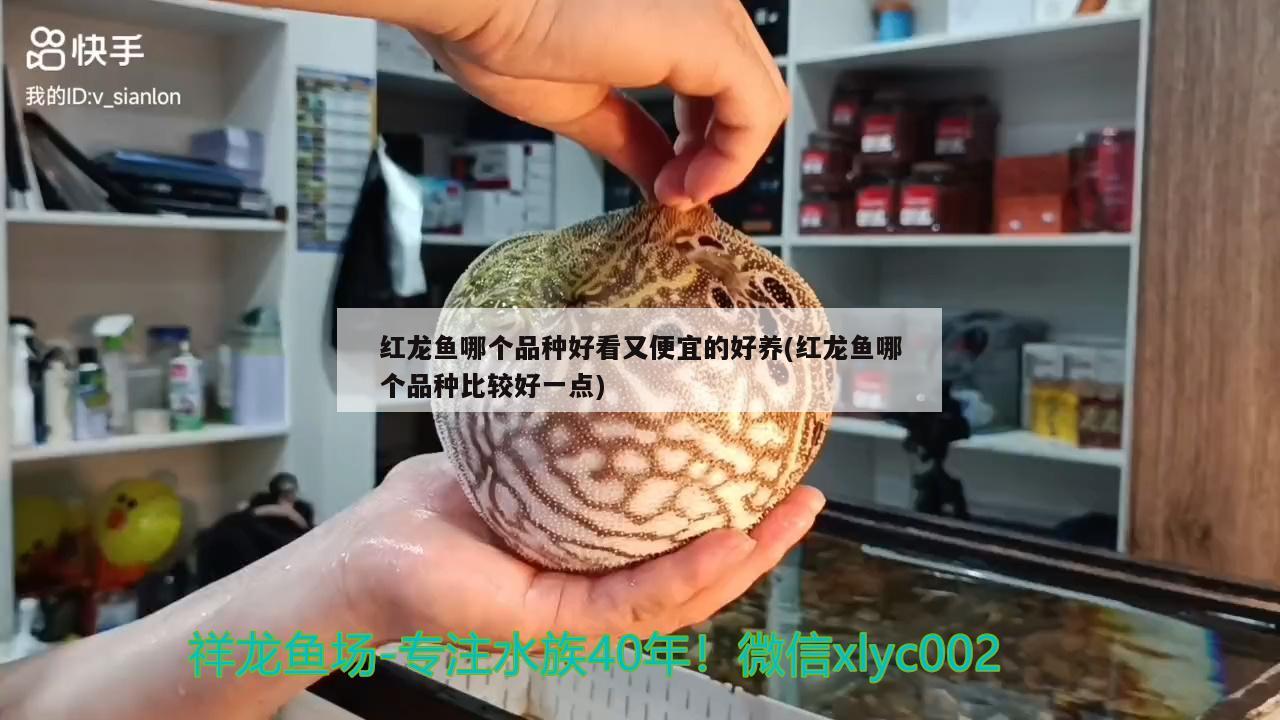 紅龍魚(yú)哪個(gè)品種好看又便宜的好養(yǎng)(紅龍魚(yú)哪個(gè)品種比較好一點(diǎn)) 三間鼠魚(yú)苗