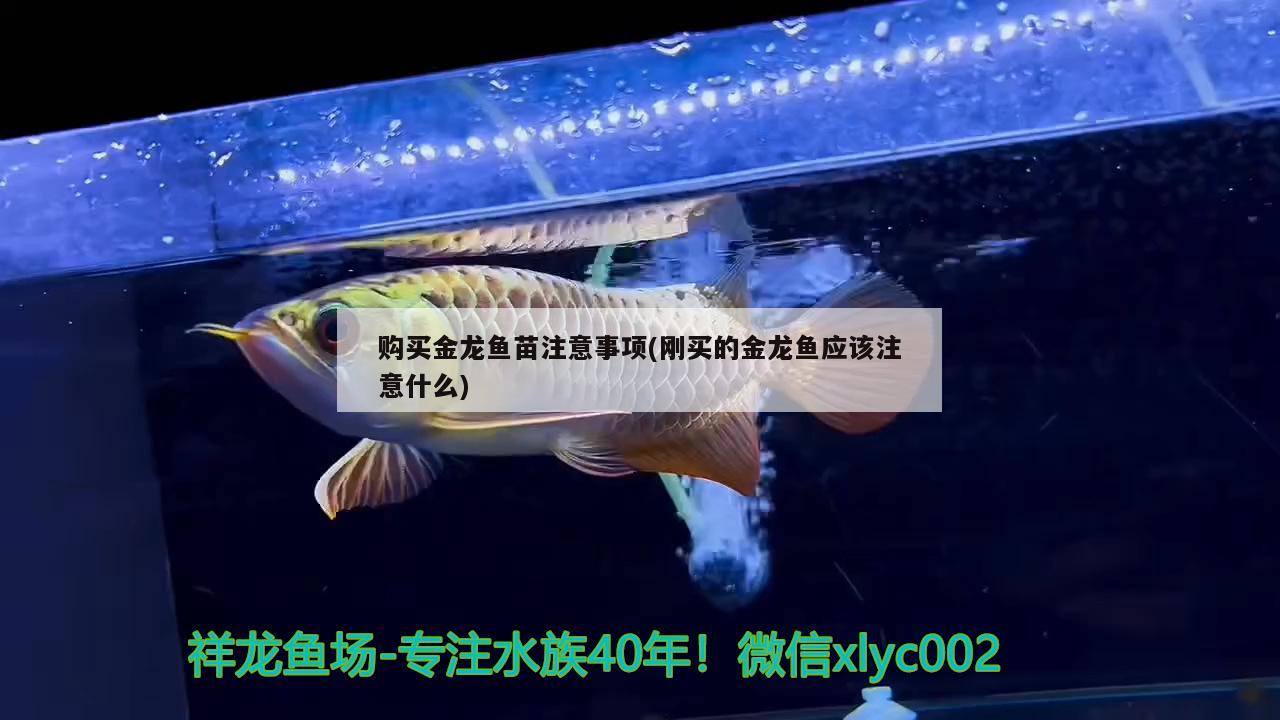 購買金龍魚苗注意事項(剛買的金龍魚應(yīng)該注意什么)