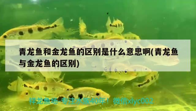 實木魚缸架制作圖解視頻欣賞  蝴蝶鯉魚苗 第1張