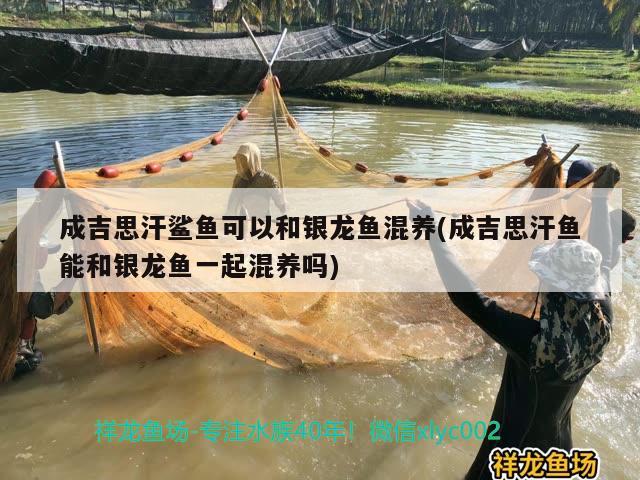 成吉思汗鯊魚可以和銀龍魚混養(yǎng)(成吉思汗魚能和銀龍魚一起混養(yǎng)嗎) 成吉思汗鯊（球鯊）魚