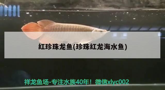 紅珍珠龍魚(珍珠紅龍海水魚) 海水魚