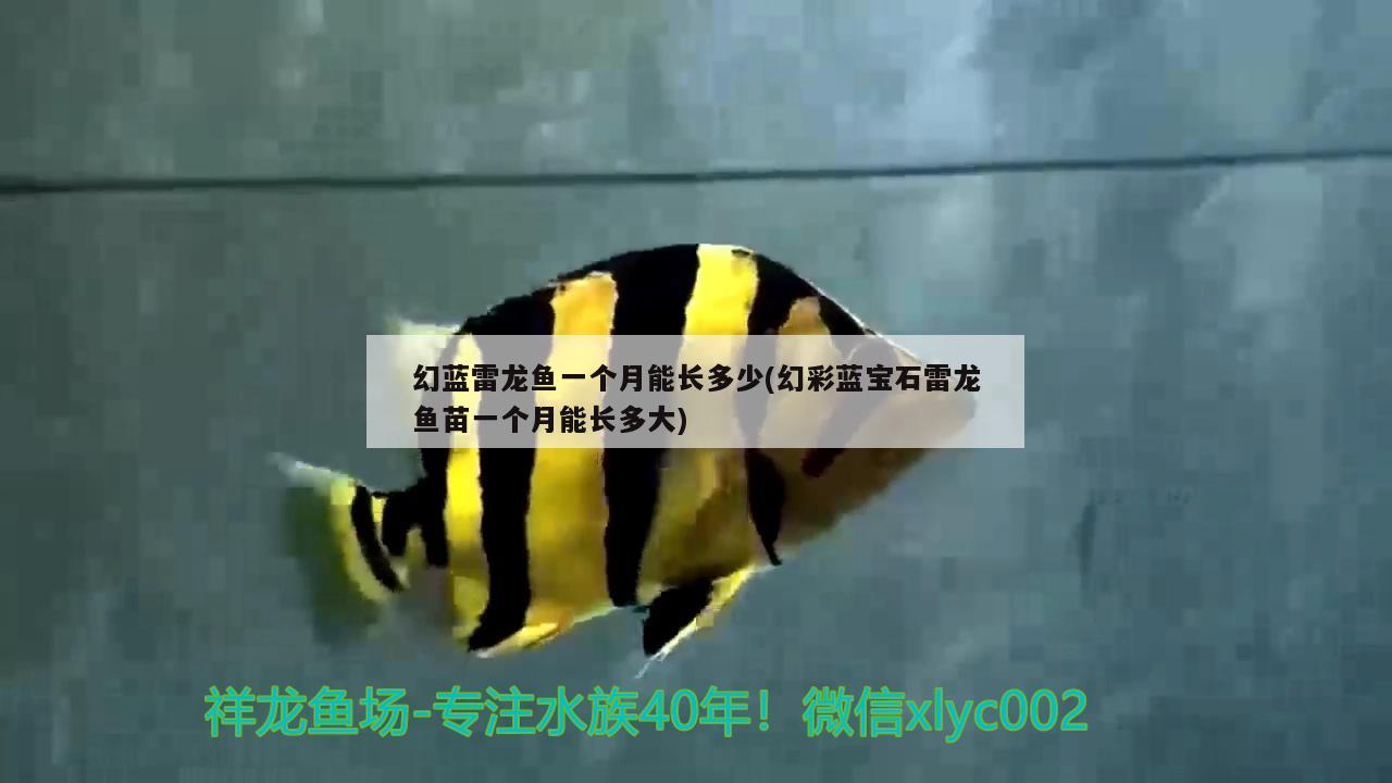 幻藍(lán)雷龍魚一個月能長多少(幻彩藍(lán)寶石雷龍魚苗一個月能長多大)