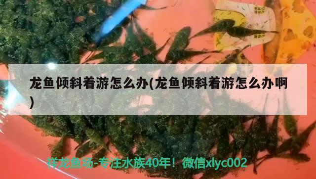 龍魚傾斜著游怎么辦(龍魚傾斜著游怎么辦啊)