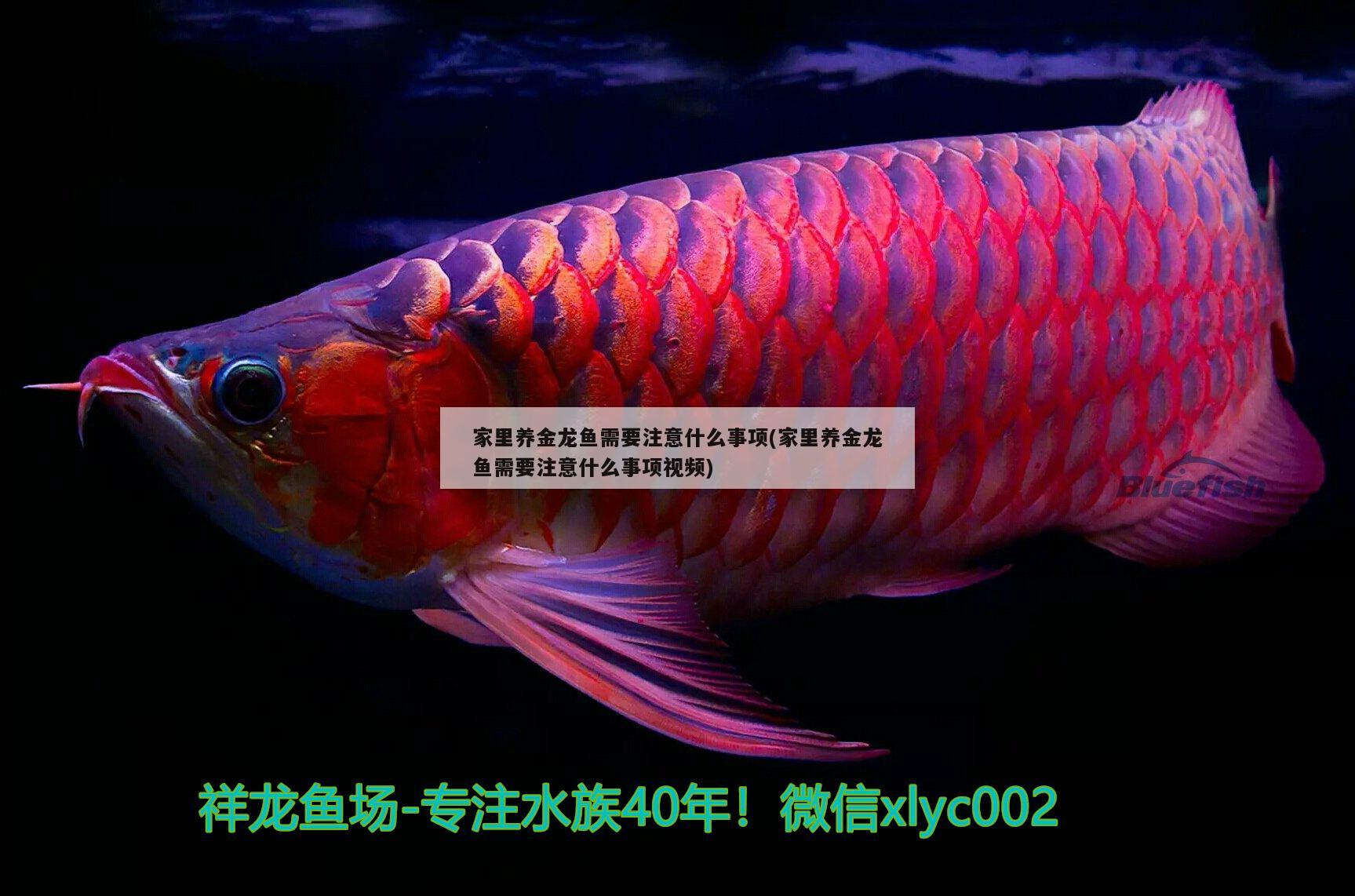 家里養(yǎng)金龍魚需要注意什么事項(家里養(yǎng)金龍魚需要注意什么事項視頻)