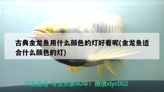 古典金龍魚用什么顏色的燈好看呢(金龍魚適合什么顏色的燈) 黃金河虎魚