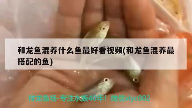 和龍魚混養(yǎng)什么魚最好看視頻(和龍魚混養(yǎng)最搭配的魚) 黑桃A魚苗