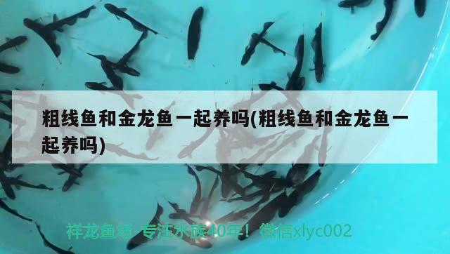 恐龍魚(yú)能和龍魚(yú)混養(yǎng)嗎圖片欣賞（什么魚(yú)能跟虎斑恐龍魚(yú)在一起養(yǎng)） 魚(yú)缸凈水劑 第1張