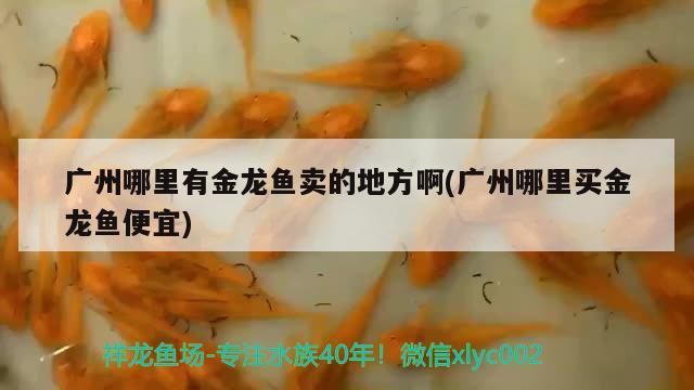 龍魚用什么顏色的燈光最好：龍魚適合什么樣的燈光 觀賞魚市場(chǎng) 第2張