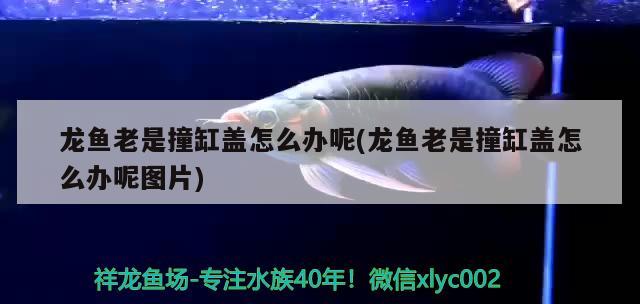 龍魚老是撞缸蓋怎么辦呢(龍魚老是撞缸蓋怎么辦呢圖片) 觀賞魚飼料