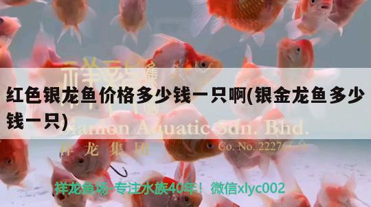 紅色銀龍魚價(jià)格多少錢一只啊(銀金龍魚多少錢一只) 銀龍魚