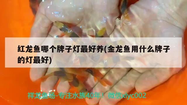 紅龍魚哪個牌子燈最好養(yǎng)(金龍魚用什么牌子的燈最好)