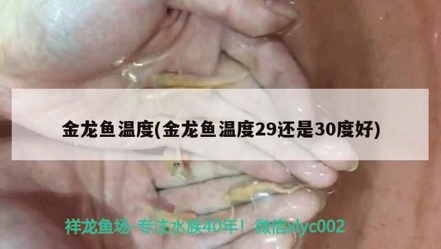 金龍魚溫度(金龍魚溫度29還是30度好) 水族品牌