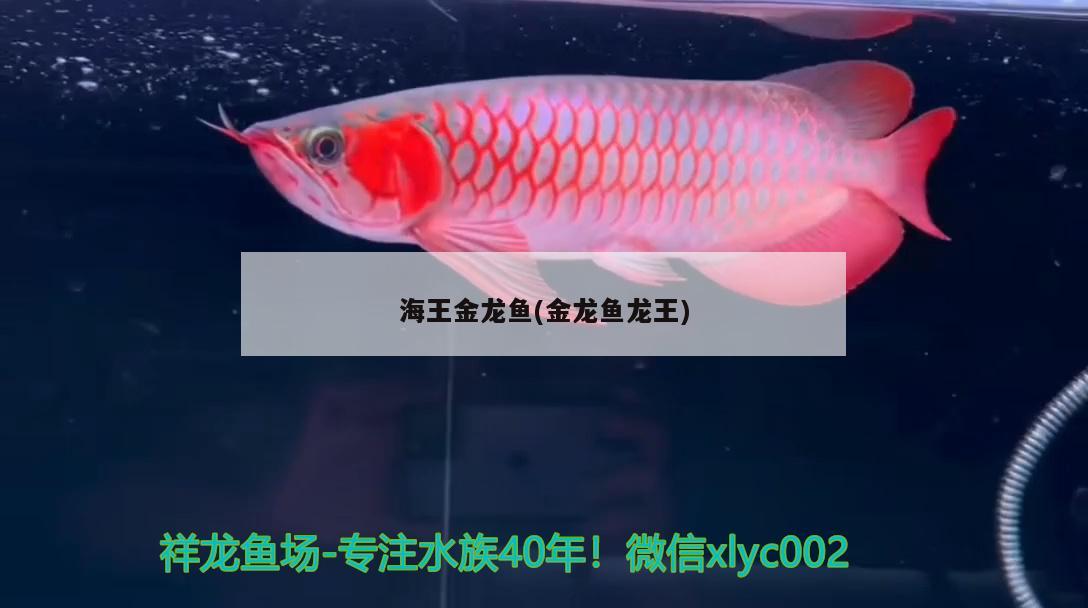 海王金龍魚(金龍魚龍王)