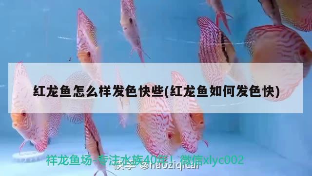 紅龍魚怎么樣發(fā)色快些(紅龍魚如何發(fā)色快) 蝴蝶鯉魚苗