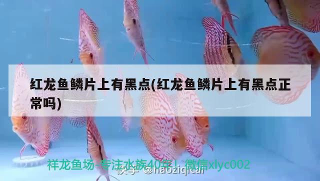 紅龍魚鱗片上有黑點(紅龍魚鱗片上有黑點正常嗎)