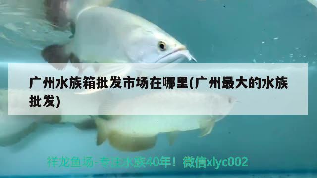 廣州水族箱批發(fā)市場在哪里(廣州最大的水族批發(fā)) 魚缸/水族箱