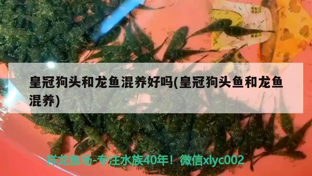 皇冠狗頭和龍魚混養(yǎng)好嗎(皇冠狗頭魚和龍魚混養(yǎng)) 狗頭魚