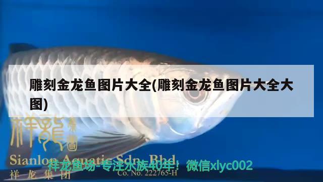 關(guān)了燈的龍魚