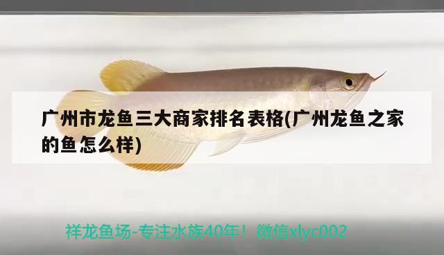 廣州市龍魚三大商家排名表格(廣州龍魚之家的魚怎么樣)