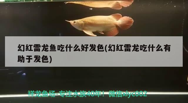 幻紅雷龍魚吃什么好發(fā)色(幻紅雷龍吃什么有助于發(fā)色)