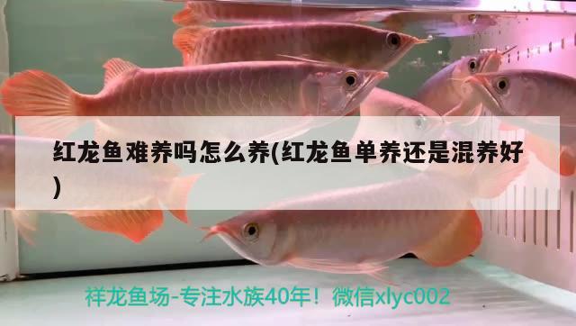 紅龍魚難養(yǎng)嗎怎么養(yǎng)(紅龍魚單養(yǎng)還是混養(yǎng)好) 純血皇冠黑白魟魚