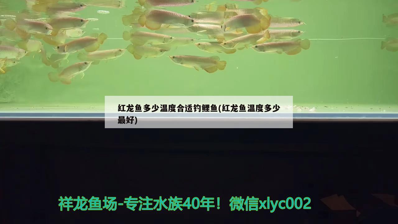 銀龍魚嘴爛了怎么治療（銀龍魚嘴撞爛了多久能好） 銀龍魚 第3張