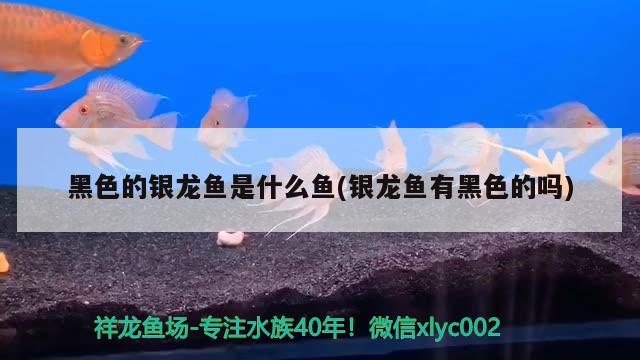 黑色的銀龍魚是什么魚(銀龍魚有黑色的嗎) 銀龍魚百科