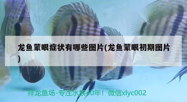 皇冠魚和龍魚混養(yǎng)好嗎圖片(皇冠魚和什么魚混養(yǎng))