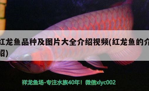 紅龍魚(yú)品種及圖片大全介紹視頻(紅龍魚(yú)的介紹) 巴西亞魚(yú)苗