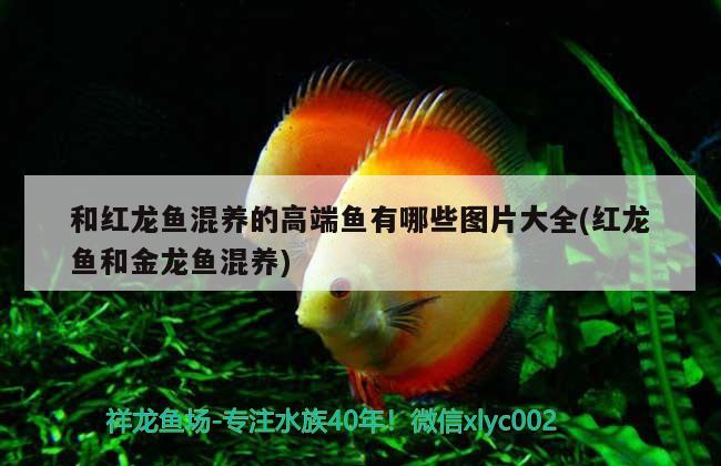 和紅龍魚(yú)混養(yǎng)的高端魚(yú)有哪些圖片大全(紅龍魚(yú)和金龍魚(yú)混養(yǎng)) 稀有紅龍品種