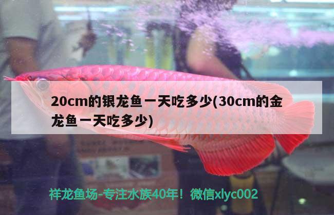 20cm的銀龍魚一天吃多少(30cm的金龍魚一天吃多少)