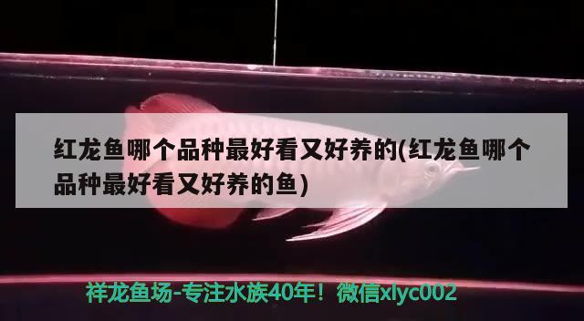 紅龍魚哪個品種最好看又好養(yǎng)的(紅龍魚哪個品種最好看又好養(yǎng)的魚)