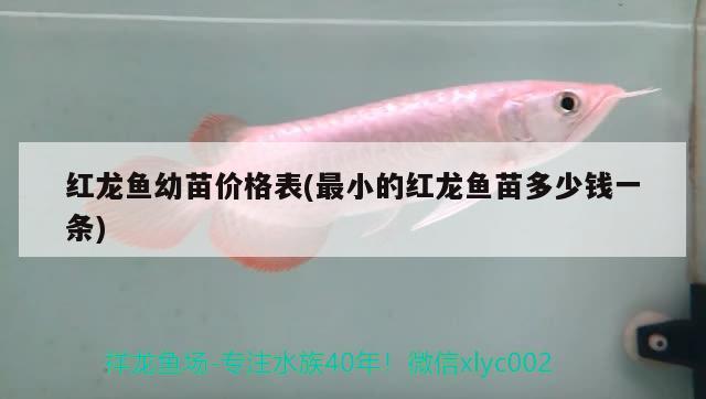 紅龍魚幼苗價格表(最小的紅龍魚苗多少錢一條)