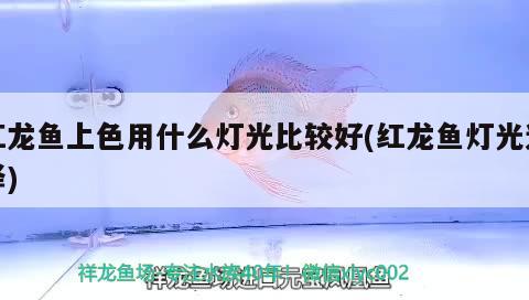 紅龍魚上色用什么燈光比較好(紅龍魚燈光選擇)