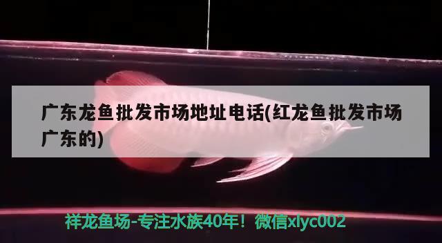 紅龍魚和七彩混養(yǎng)好不好(紅龍與七彩神仙魚混養(yǎng)好嗎)