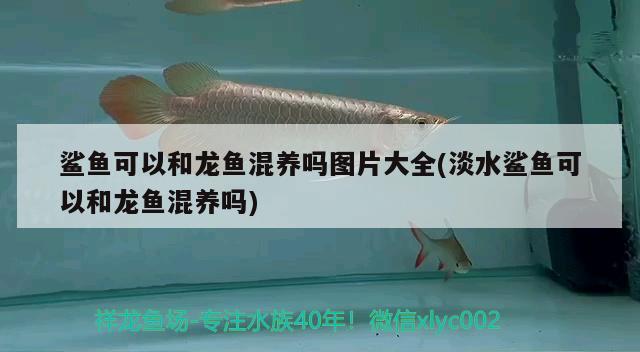 鯊魚(yú)可以和龍魚(yú)混養(yǎng)嗎圖片大全(淡水鯊魚(yú)可以和龍魚(yú)混養(yǎng)嗎)