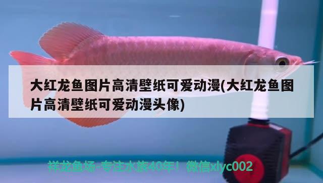 入戶門對面放魚缸可以嗎（入戶門對面放魚缸好嗎） 鸚鵡魚 第2張