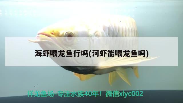 海蝦喂龍魚行嗎(河蝦能喂龍魚嗎) 七紋巨鯉魚