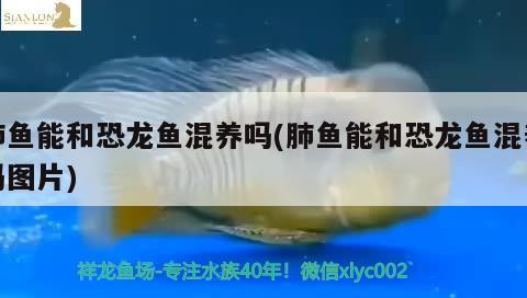 肺魚能和恐龍魚混養(yǎng)嗎(肺魚能和恐龍魚混養(yǎng)嗎圖片) 肺魚