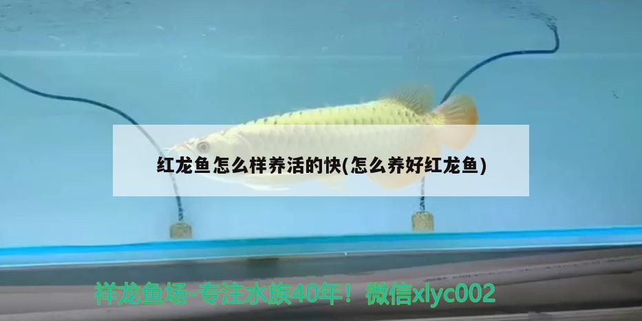 紅龍魚怎么樣養(yǎng)活的快(怎么養(yǎng)好紅龍魚)