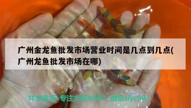 龍魚在馬來西亞貴嗎值錢嗎：馬來西亞龍魚和印尼龍魚區(qū)別 廣州水族批發(fā)市場 第2張