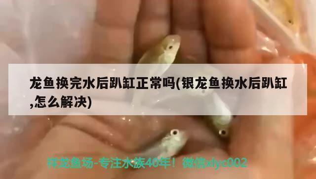 龍魚(yú)換完水后趴缸正常嗎(銀龍魚(yú)換水后趴缸,怎么解決)