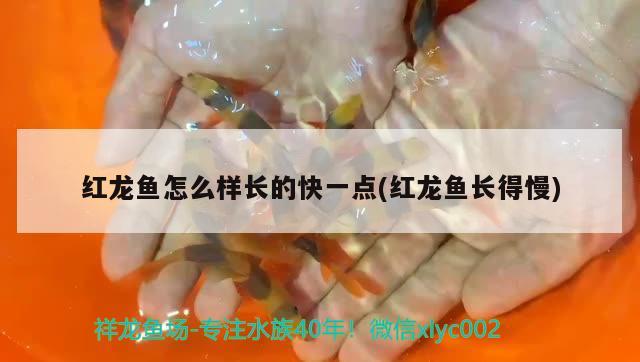 紅龍魚怎么樣長(zhǎng)的快一點(diǎn)(紅龍魚長(zhǎng)得慢)