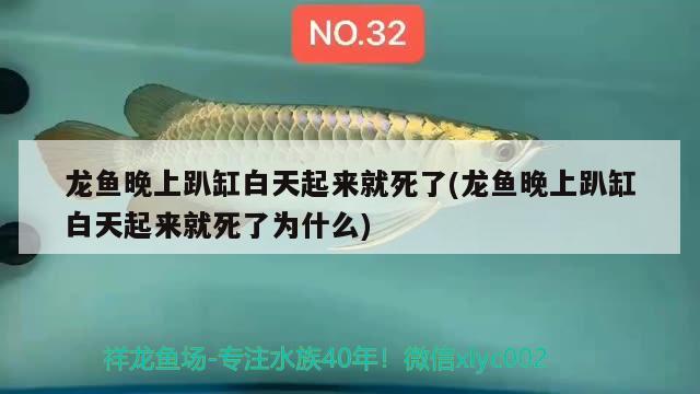 龍魚晚上趴缸白天起來就死了(龍魚晚上趴缸白天起來就死了為什么) 祥龍超血紅龍魚