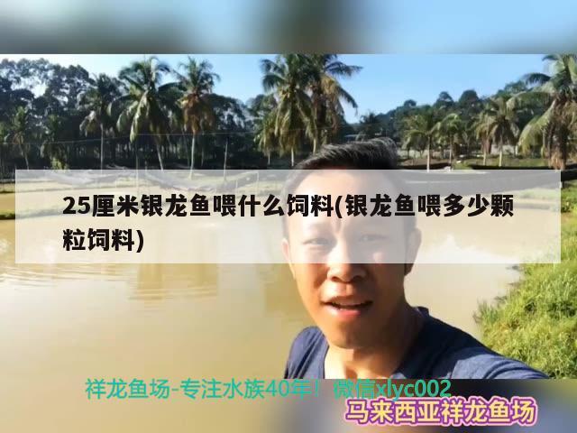 25厘米銀龍魚(yú)喂什么飼料(銀龍魚(yú)喂多少顆粒飼料) 銀龍魚(yú)