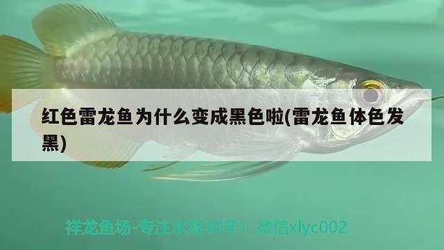 紅色雷龍魚為什么變成黑色啦(雷龍魚體色發(fā)黑)