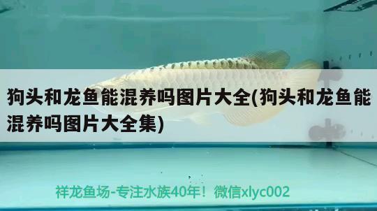 狗頭和龍魚能混養(yǎng)嗎圖片大全(狗頭和龍魚能混養(yǎng)嗎圖片大全集) 其他益生菌